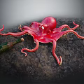 Large Red Octopus With Green Glass Bottle On Dark Rocky Seabed