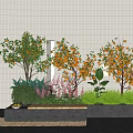 Vibrant Plant Combination with Orange Fruit Trees Green Foliage Pink Flowers and Gray Planters