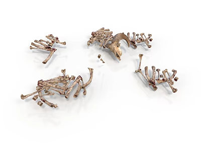 Multiple Small Animal Skeletons Scattered On White Background Show Bone Structures 3d model