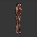3D Rendered Male Torso Models Showing Head Organs Muscle Anatomy Front Back