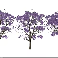 Beautiful Purple Flowering Trees With Falling Petals On White Background