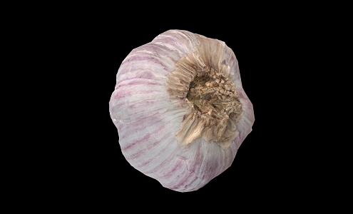 Modern Garlic 3d model