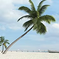 Palm Tree with Leaning Trunk and Green Fronds Against Blue Sky White Clouds Near Pier