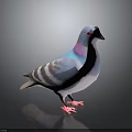 Colorful Pigeon with Blue Pink Gray Feathers White Belly Red Eyes Standing on Black Background