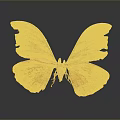 Orange Moth With Tattered Wings And Eyespot Patterns On Dark Background Close Up View