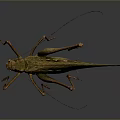 Detailed Green Grasshopper With Long Antennae Legs And Reflection On Dark Background