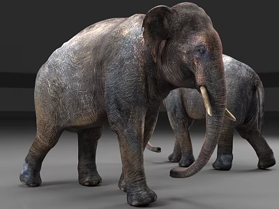 Two Reptile Crocodiles With Rough Skin And Long Snouts On Gray Background 3d model