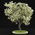 Tall Arbor with Abundant White Flowers Thick Trunk and Lush Green Grass Around Base