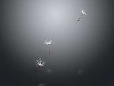 Three Delicate Dandelion Seeds Floating Softly In Air Against Gray Background 3d model