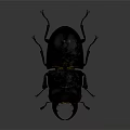 Stag Beetle With Black Body And Golden Sheen On Dark Background Showing Large Mandibles