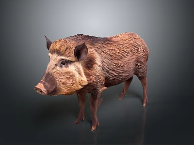 Wild Boar With Thick Brown Fur Standing On Dark Gray Background 3d model