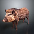 Wild Boar With Thick Brown Fur Standing On Dark Gray Background