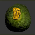 Fresh Green Spiky Cucumber With Yellow Blossom On Gray Background