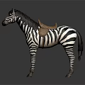 Realistic Black And White Striped Zebra Standing With Brown Saddle On Gray Background