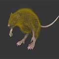 Realistic Dark Fur Rat With Sharp Claws Open Mouth On Dark Reflective Surface 3d model