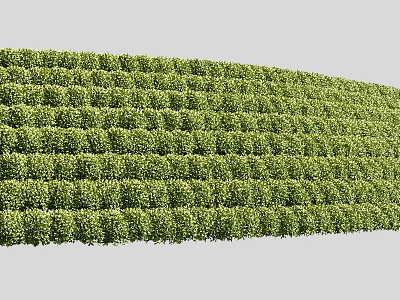 Lush Green Shrubs Neatly Trimmed As Natural Hedge In Garden Landscape 3d model