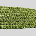Lush Green Shrubs Neatly Trimmed As Natural Hedge In Garden Landscape
