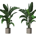 Large Leaf Potted Plants in White Pots for Indoor Decorative 3d model
