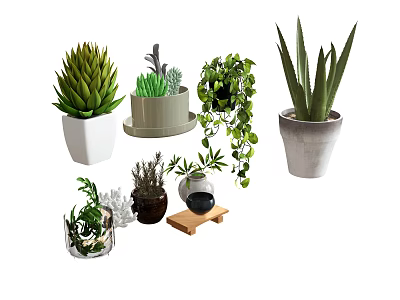 Indoor Bonsai and Potted Plants Featuring Succulents Vines and Decorative Planters 3d model