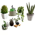 Indoor Bonsai and Potted Plants Featuring Succulents Vines and Decorative Planters