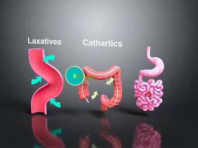 Mouth Intake Of Laxatives And Cathartics Affecting Intestinal Digestive Process 3d model Mouth Intake Of Laxatives And Cathartics Affecting Intestinal Digestive Process 3d model