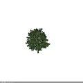 Lush Green Arbor With Tall Sturdy Trunk And Dense Foliage In Natural Scene