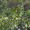 Beautiful Water Lilies and Lotus Leaves in Pond with Rocks and Green Foliage