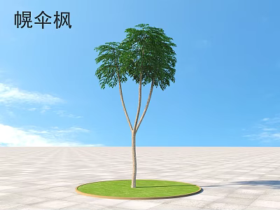 Heteropanax Fragrans Arbor With Lush Green Leaves In Open Square Under Blue Sky 3d model
