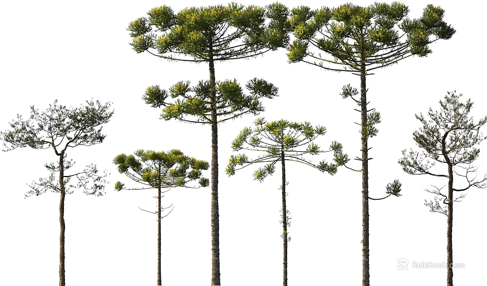 Various Tall Green Trees With Lush Foliage And Slender Trunks 3d model 