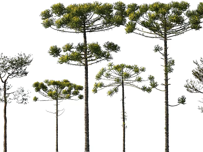 Various Tall Green Trees With Lush Foliage And Slender Trunks 3d model