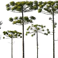 Various Tall Green Trees With Lush Foliage And Slender Trunks