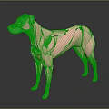 Medical Device Anatomical Model Displaying Canine Muscle Structure for Veterinary Education