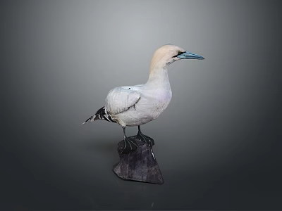 White Seabird with Blue Beak and Black Wing Feathers on Dark Base Stand 3d model