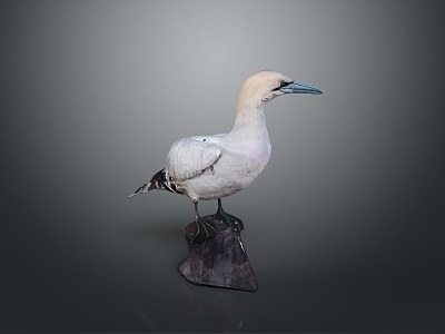 bird game animal cartoon animal realistic animal model