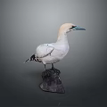 White Seabird with Blue Beak and Black Wing Feathers on Dark Base Stand