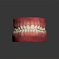 Detailed Anatomical Oral Organ Model Displaying Teeth And Gums Structure For Education