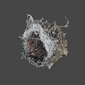Natural Wild Bird Nest Constructed With Twigs Dry Grass And Small Debris