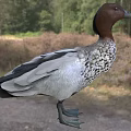 Australian mane duck Australian mane duck Australian mane duck animal 3d model