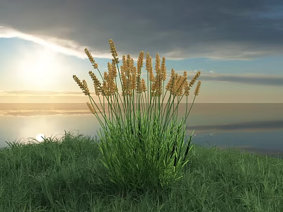 Yellow Grasses Stand in Meadow with Sunset Sky Clouds and Water Reflection 3d model