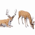 animal deer 3d model