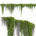 Lush Green Hanging Vines With Dense Leaves And Cascading Tendrils In Natural Growth