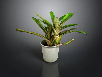 Green Leafy Plant With Striped Stems In White Ceramic Pot On Dark Background 3d model