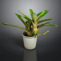 Green Leafy Plant With Striped Stems In White Ceramic Pot On Dark Background