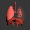 3D Rendered Human Lung Organ Anatomical Structure Showing Bronchi Alveoli in Pink with Dark Background