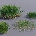 Various Green Grass Clumps Displaying Different Growth Forms And Natural Textures 3d model