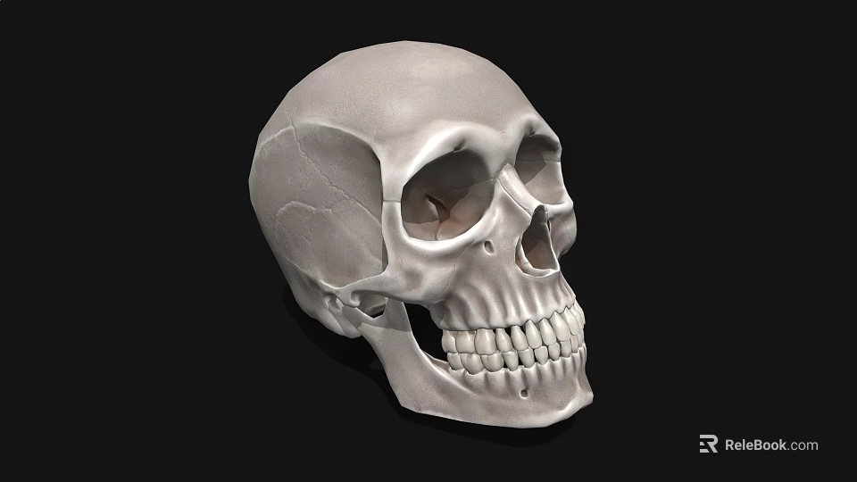 Detailed White Human Skull with Cracks and Teeth on Black Background 3d model 