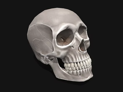 Detailed White Human Skull with Cracks and Teeth on Black Background 3d model