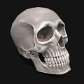 Detailed White Human Skull with Cracks and Teeth on Black Background 3d model