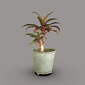 Decorative Plant With Red And Green Leaves In Green Ceramic Pot