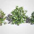 Various Types of Trees Featuring Pink White Flowers Green Leaves and Blue Sky